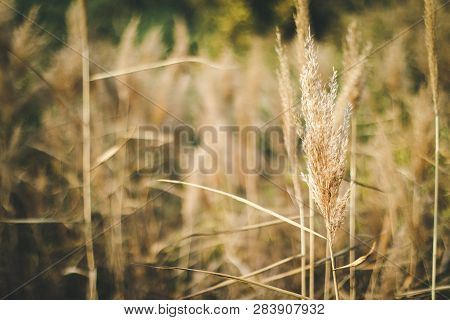 Plants Resistance Climate Conditions. Spikelets Grow In Field.