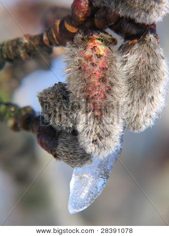 Rote Catkin auf Weide