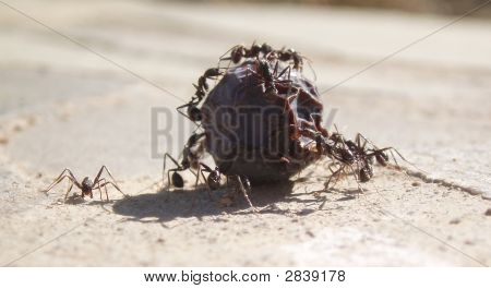 Ant oliven