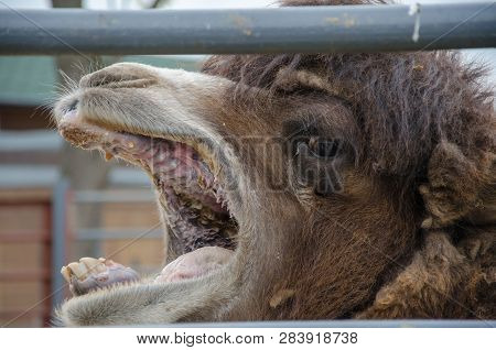A Camel In Captivity Is Yawning And Wants To Say Something
