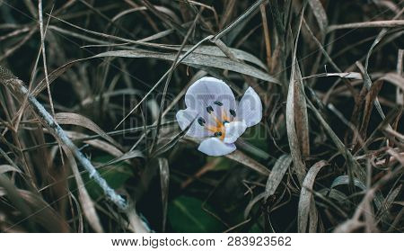 Lilac crocus flower blooming among gray grass in a field