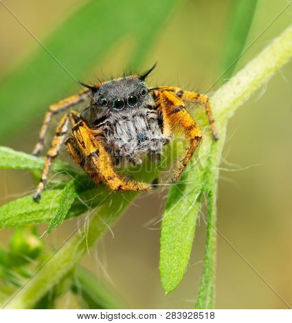 Tiny but colorful and adorable Phidippus mystaceus jumping spider resting on a Willow leaf