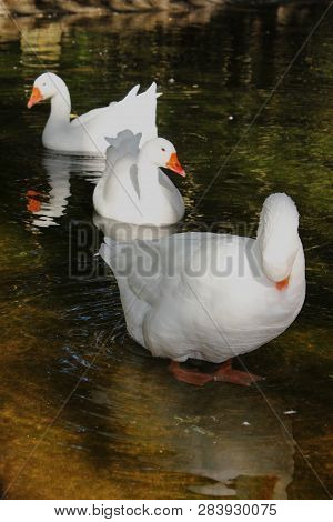 Ducks And Geese At The Agios Nikolaos Park Naousa Greece