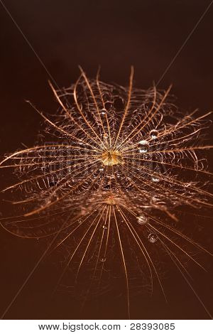 Vlhké Dandilion kapkami vody