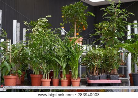Beautiful Plants Palm Tree Chamaedorea, Areca And Ficus Grows In A Brown Pot In A Flower Shop