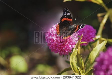 Red Black Butterfly On A Pink Flower, Closeup