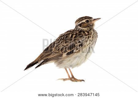 Wood Lark
