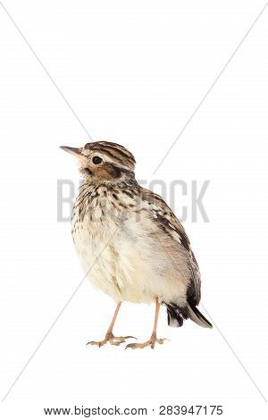Wood Lark