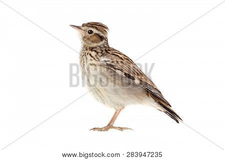 Wood Lark