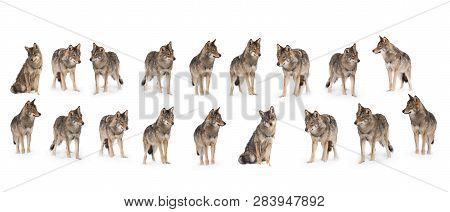 Pack Of Wolves  (canis Lupus) Isolated On Snow On A White Background