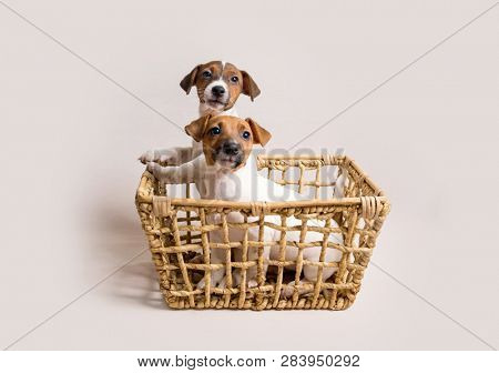 Two white cute jack russell terrier puppies in busket on light background