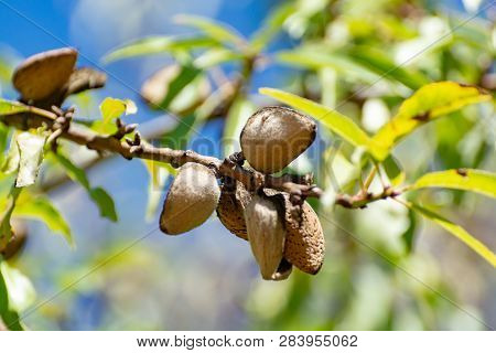 Ripe Almond Nuts In Shell Growing On Almond Tree