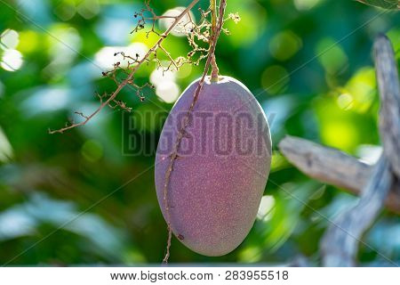 Tropical Mango Tree With Big Ripe Mango Fruits Growing In Orchard On Gran Canaria Island, Spain. Cul