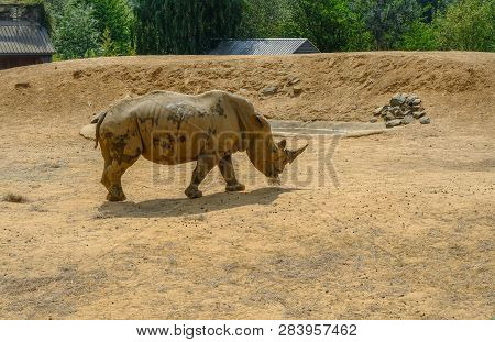 Colchester, Esssex, England, Uk - July 27, 2018:  Single Rhinocerous Grazing In A Dusty Dry Compound