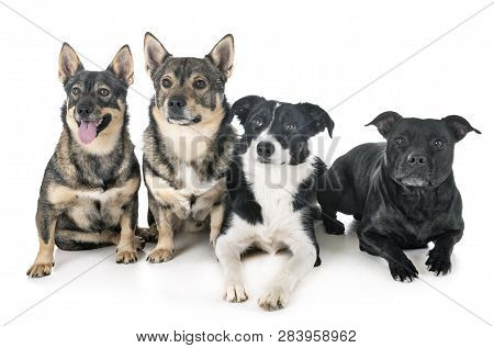Group Of Dogs In Front Of White Background