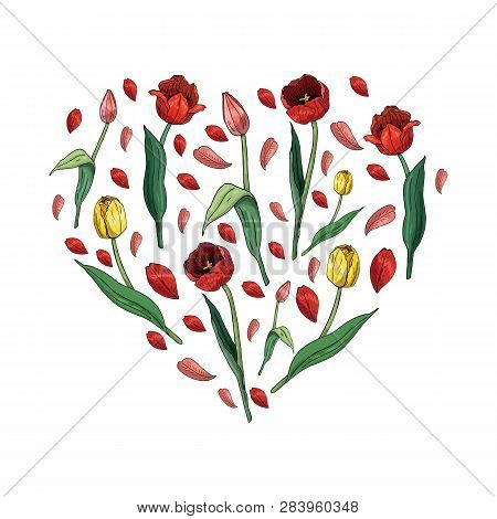 Heart Made Of Tulips And Tulip Petals. Template With Floral Romantic Elements For Season Spring Desi
