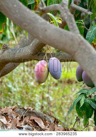 Tropical Mango Tree With Big Ripe Mango Fruits Growing In Orchard On Gran Canaria Island, Spain. Cul