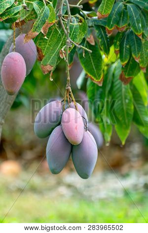Tropical Mango Tree With Big Ripe Mango Fruits Growing In Orchard On Gran Canaria Island, Spain. Cul