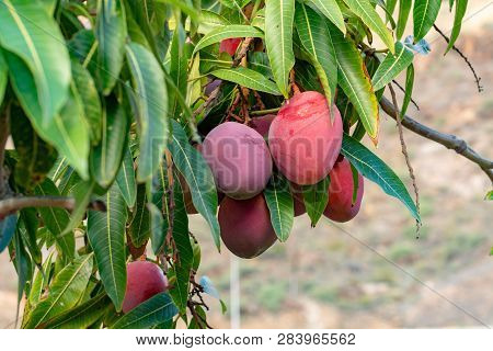 Tropical Mango Tree With Big Ripe Mango Fruits Growing In Orchard On Gran Canaria Island, Spain. Cul