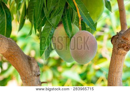 Tropical Mango Tree With Big Ripe Mango Fruits Growing In Orchard On Gran Canaria Island, Spain. Cul