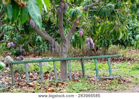 Tropical Mango Tree With Big Ripe Mango Fruits Growing In Orchard On Gran Canaria Island, Spain. Cul