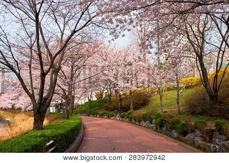 Blooming sakura cherry blossom alley in park in spring, Seokchon lake park, Seoul, South Korea