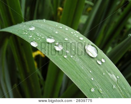 Gocce d'acqua sulla lama Iris