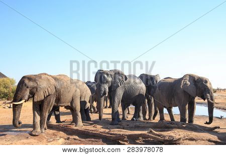 Herd Of African Elephants Visiting The Camp To Relax And Take A Drink In The Mid-day Sun, With A Pal