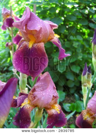 Iris viola con gocce d'acqua