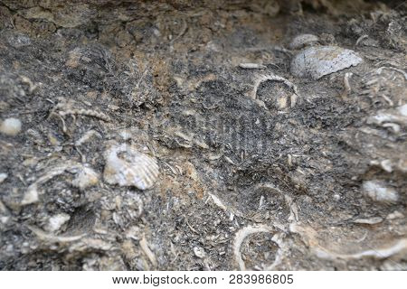 Shells And Other Fossils Were Used As Building Material In Ancient Greece