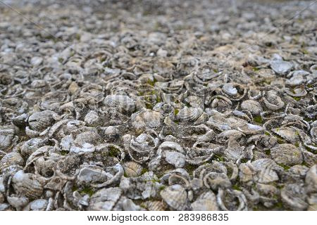 Shells And Other Fossils Were Used As Building Material In Ancient Greece