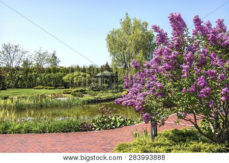 A Lilac Bush On The Shore Of A Beautiful Lake In Mezhyhiria Near Kiev, Ukraine.