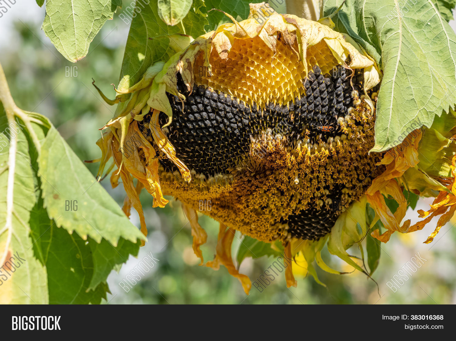 Sunflower Seedling, Image & Photo (Free Trial) Bigstock