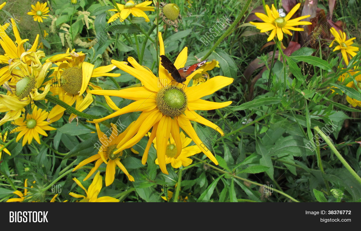 Image Preview