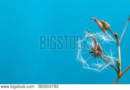 Macrophotography Of A Seed Head Of Crepis Biennis Or Rough Hawksbeard