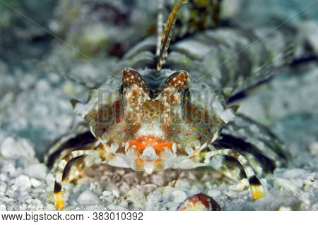 Fingered Dragonet (dactylopus) Close Up, Lying On The Sand Waiting For Prey. Underwater Macro Photog