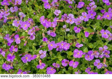 Delicate Flowers On A Green Background. This Is The Beginning Of Flowering Of A Perennial Plant-aubr