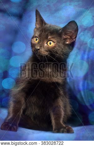 Black Kitten On A Blue Background