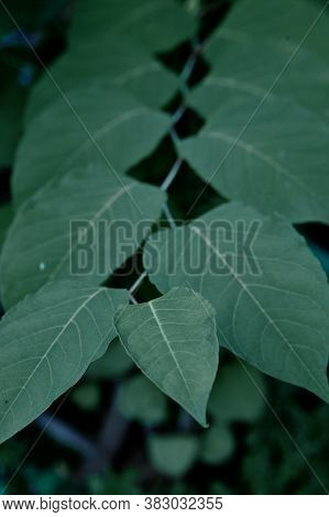 Branch Of A Bush, Eremurus Flower, Photo At Noon