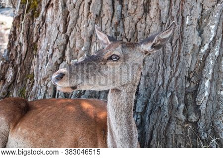 Wild Red Deer, Cervus Elaphus, At Parnitha Forest Mountain, Greece. Blur Background.