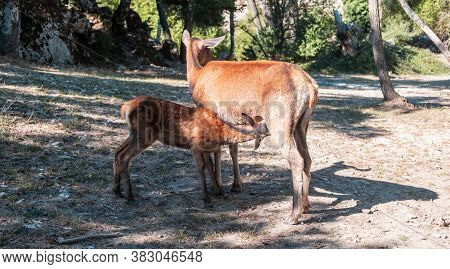 Wild Red Deer, Mother And Baby At Breast Feeding, Parnitha Forest Mountain, Greece.