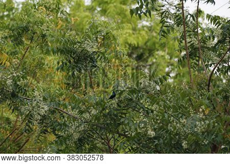 Azadirachta Indica, Commonly Known As Neem, Nimtree Or Indian Lilac
