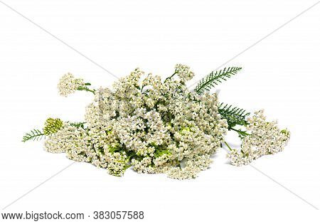Blooming Achillea Millefolium (common Names: Yarrow Or Common Yarrow) On White Background.