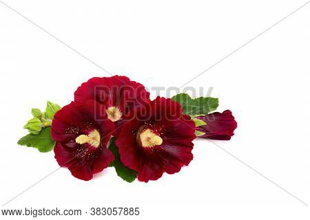 Bouquet Of Red Flowers Malva (alcea Rugosa, Hollyhock) On A White Background With Space For Text