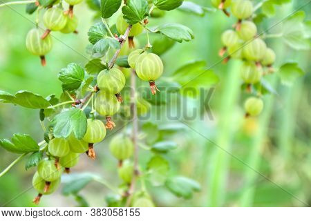 Ripe Fruits Of Gooseberry (ribes Uva-crispa, Ribes Grossularia) On Twig In Garden