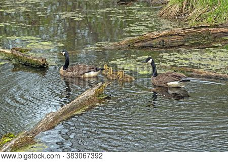 Goose Family Wending Theiw Way Through The Marshland In Volo Bog State Natural Area In Illinois