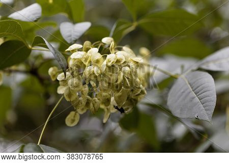 Fruits Of A Common Hoptree, Ptelea Trifoliata