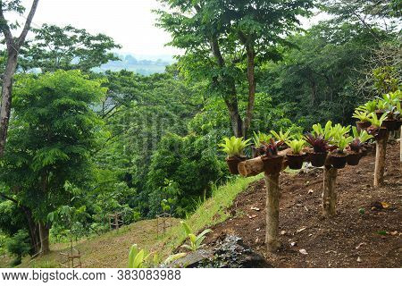 Claypot Plants With Growing Trees In The Mountain During Daytime In Philippines