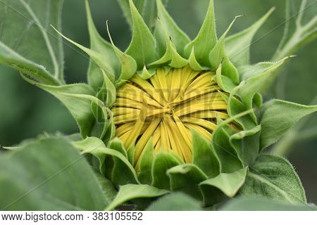 Sunflower With Green Bud Sunflower Blossom - Healthy Lifestyles, Ecology, Organic Farming, Smallhold
