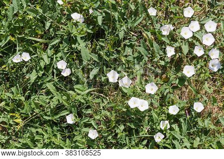 Fragment Of Glade With Field Bindweed With White Flowers Among The Various Undersized Grass, Texture